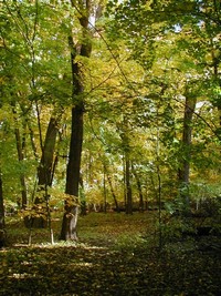 Big Woods Preserve